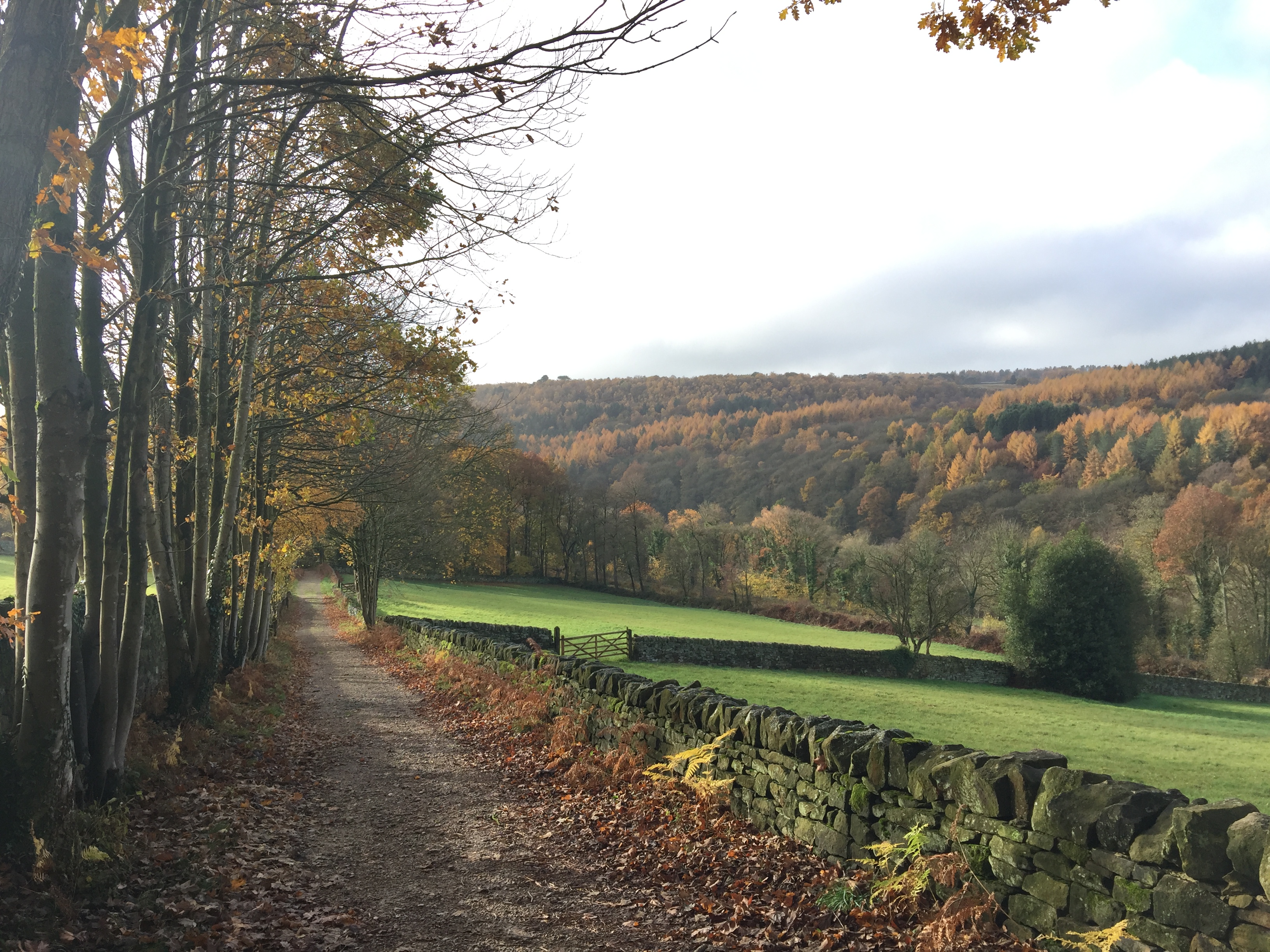 autumnal laneways