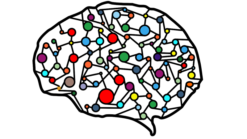 Brain network