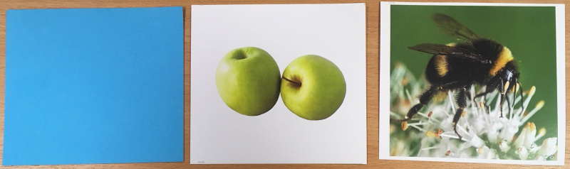 blue apple bee