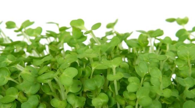 Cress