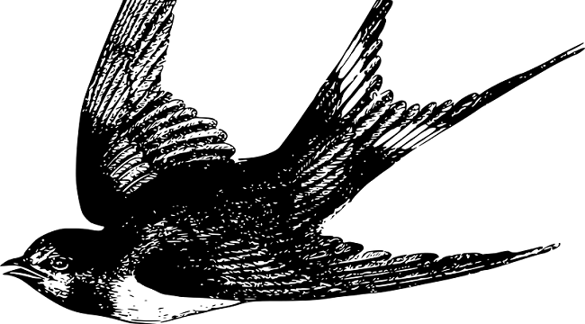 Swallow illustration